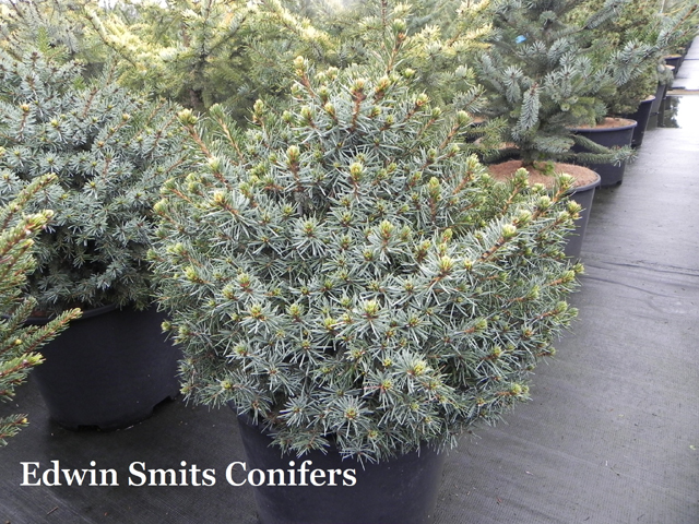 Picea omorika 'Filips Silver Rock'